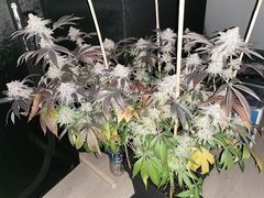 IMG_20200331_100612.jpg