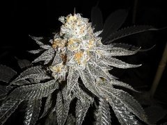 IMG_20200331_100751.jpg