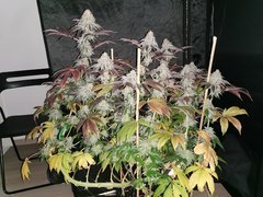 IMG_20200331_101615.jpg
