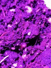 IMG_20200331_215955.jpg
