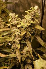 CBD Compassion