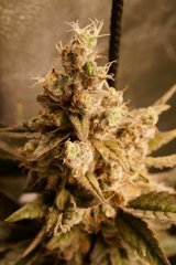 G13 Haze