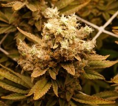 G13 Haze