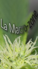 La Macro-Zone?? de la cave!!
