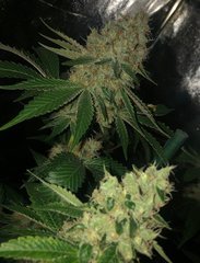 06 alien OG & riri