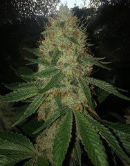 07 Alien OG