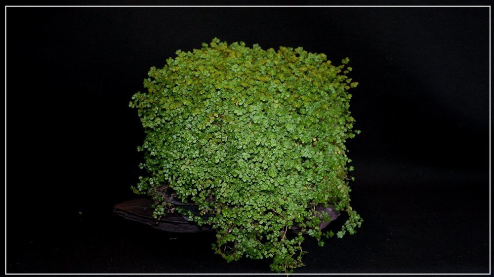 soleirolia.thumb.JPG.ffccda89dde940b3816ecc5db6dec9ad.JPG