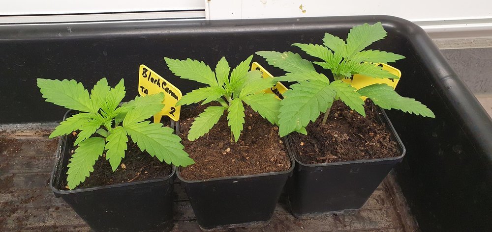 weed420-110.thumb.jpg.dad7d8e531c8fc079fa80ae2b9d1de45.jpg