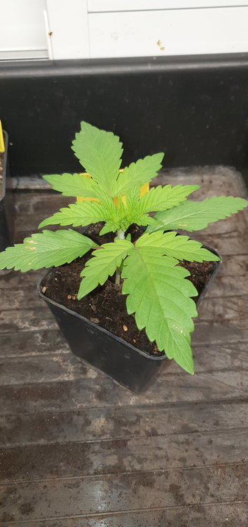 weed420-112.thumb.jpg.e88c774aad8f4e11ba29eeeb9ec1bdb8.jpg