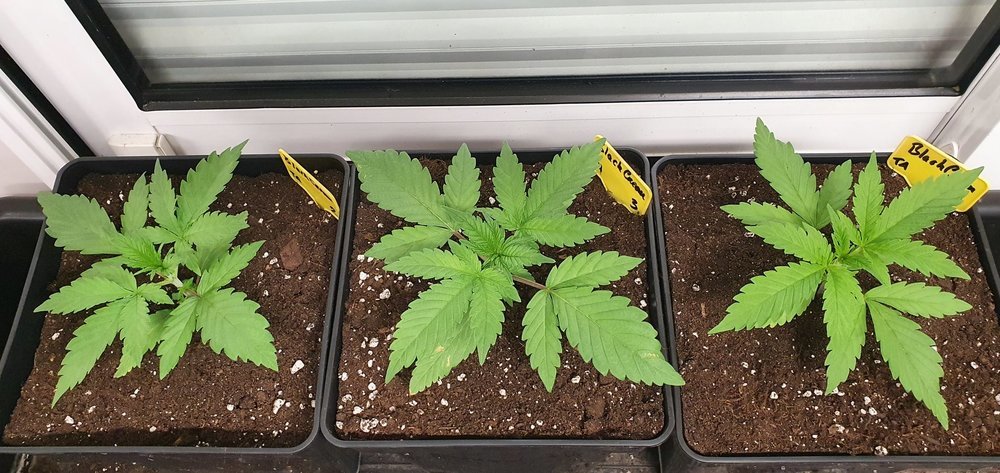 weed420-120.thumb.jpg.6a52d297c707e4eed10bfa00475b0278.jpg