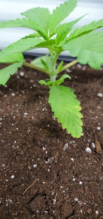 weed420-122.thumb.jpg.35b3511f5524e7f8e5693a5dba5c6fb8.jpg