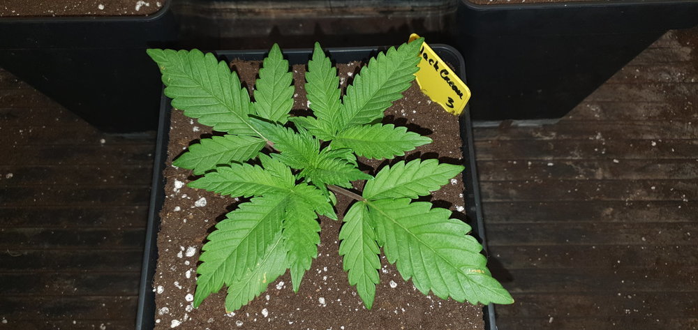 weed420-124.jpg