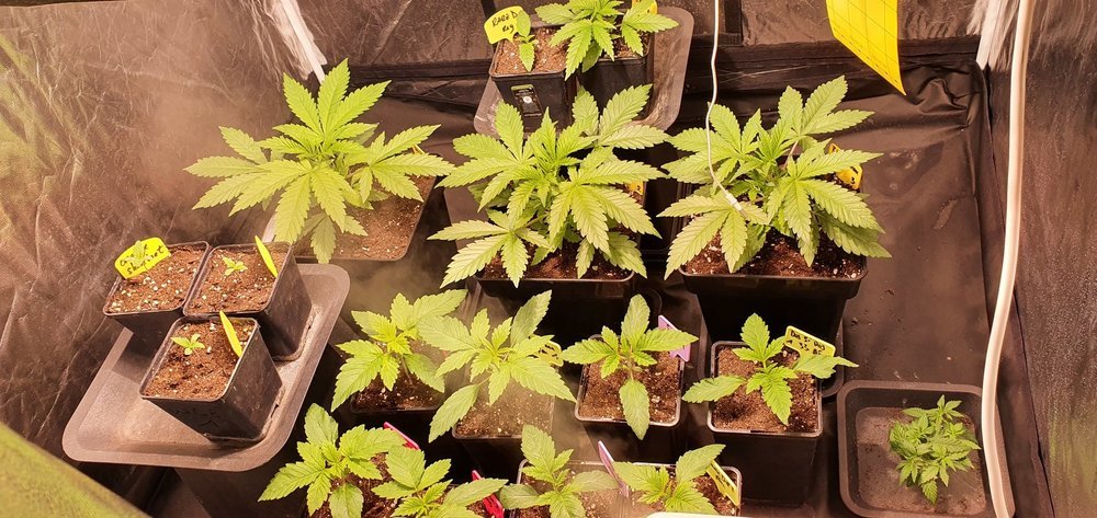weed420-147.thumb.jpg.e53c43333b01ab8d7f98c9371045df83.jpg