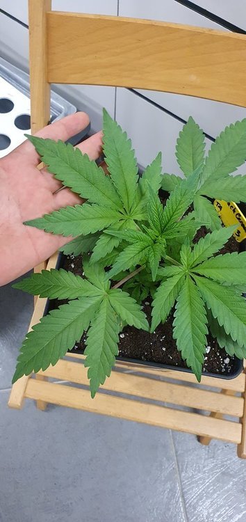 weed420-148.thumb.jpg.f94ba01c3910d3783c38867152f20f64.jpg