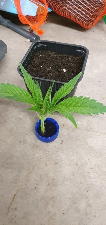 weed420-152.thumb.jpg.470389f14802b583793b0b87458ab466.jpg