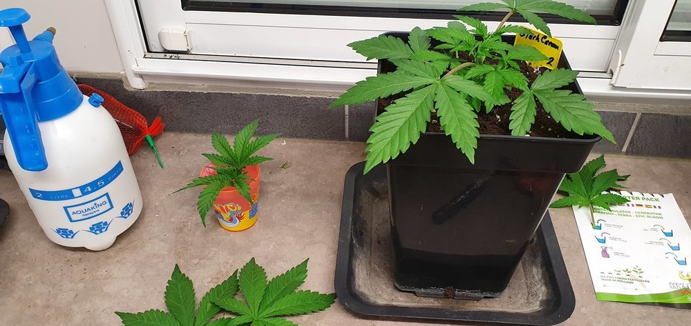 weed420-157.thumb.jpg.490fa8ab90ba23e6682851bb8953cf04.jpg