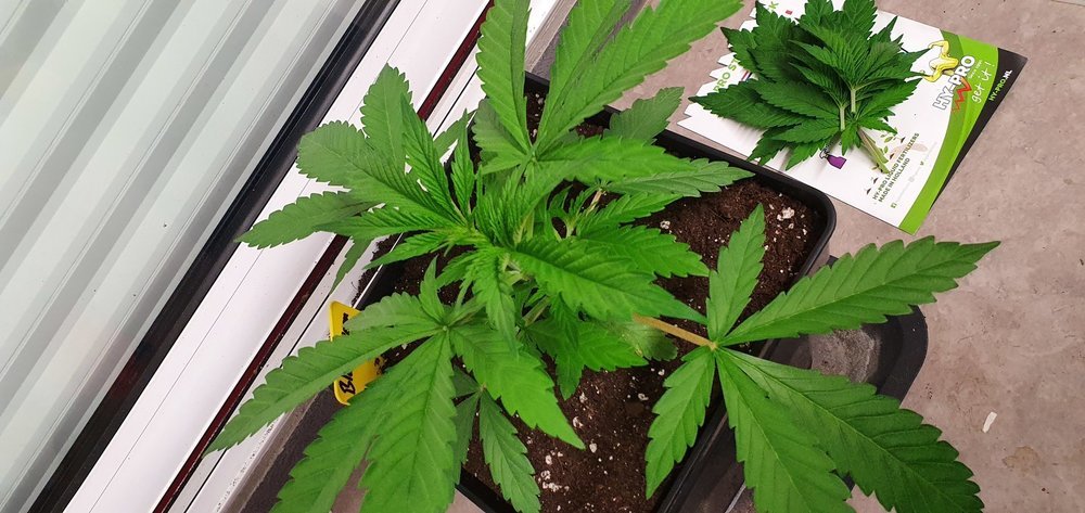 weed420-162.jpg