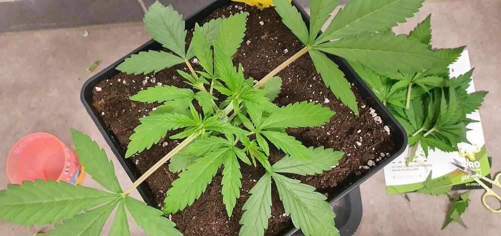 weed420-164.jpg