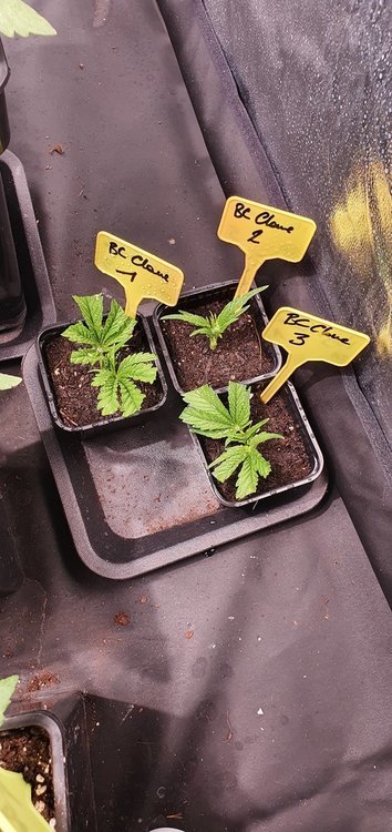 weed420-166.thumb.jpg.4765fd08a4c94d97056ef1cb271a7aff.jpg