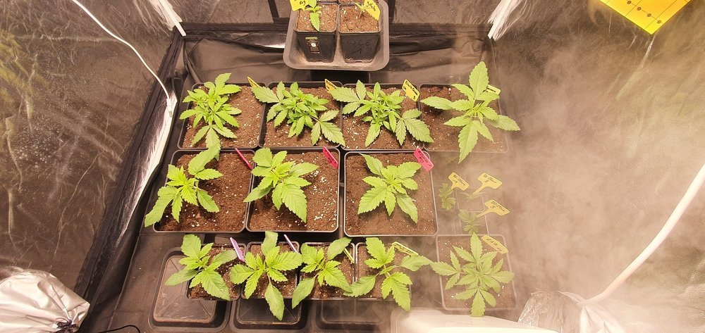 weed420-173.thumb.jpg.00cffa9bddafdbeb06ae4b2e694794a3.jpg