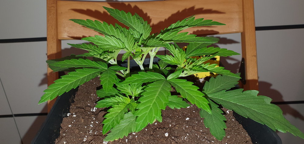 weed420-321.thumb.jpg.d26116502f647296d3e70ed1208e56d0.jpg