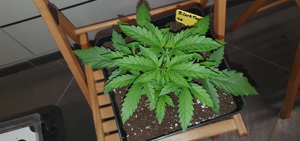 weed420-322.thumb.jpg.e6f08db43ff36881de9dbc425e9f5ee1.jpg