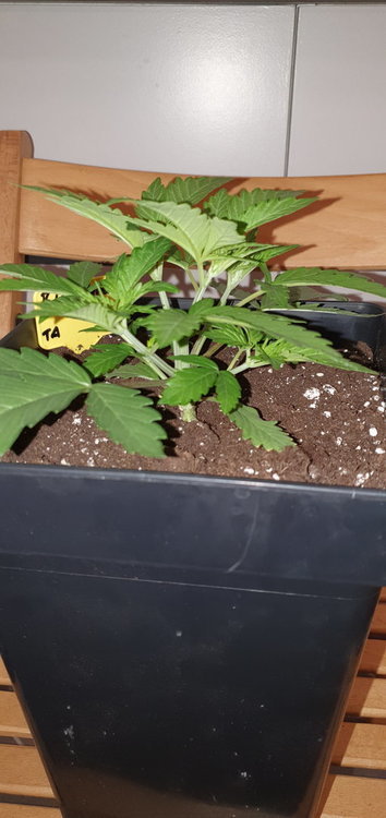 weed420-323.thumb.jpg.3f46ada8eccb9226dc8343ed5c71660b.jpg