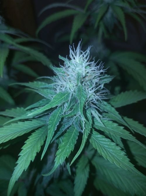 1013230090_PurePunchCBD(3).jpg.c5037675d0559f16685326b4cd0b777f.jpg