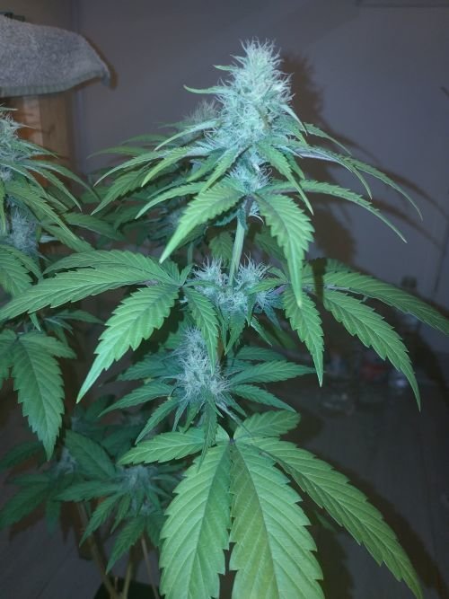 1523435769_PurePunchCBD(1).jpg.b40e99d3fb8c6599ae06d1e74d52cd63.jpg