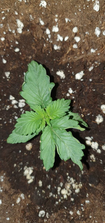 20200418_154213.jpg