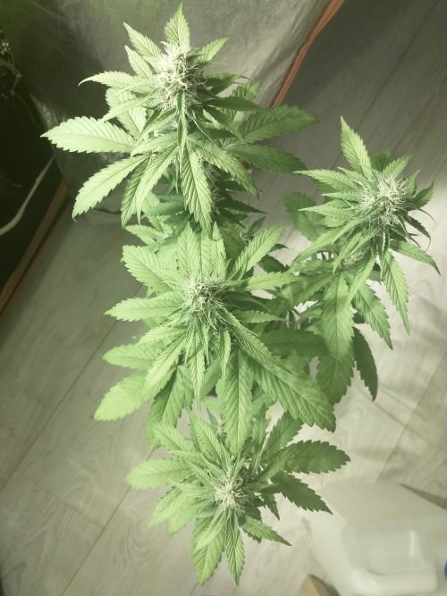 60539538_PurePunchCBD(2).jpg.d7740c42541b17994f5f6d3acce168d6.jpg