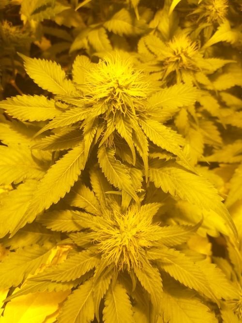 614496038_HinduKush(9).jpg.09c1174070b119125e97211fb17bfe1f.jpg
