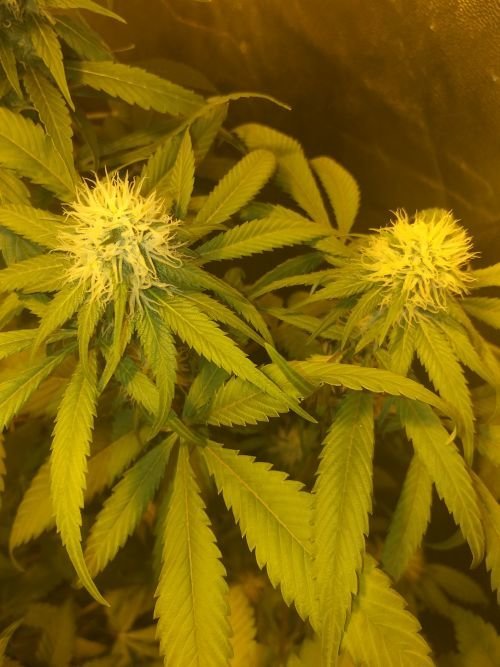 632565728_HinduKush(1).jpg.0ef0f54531ecea6b0b42da14fc0398c2.jpg