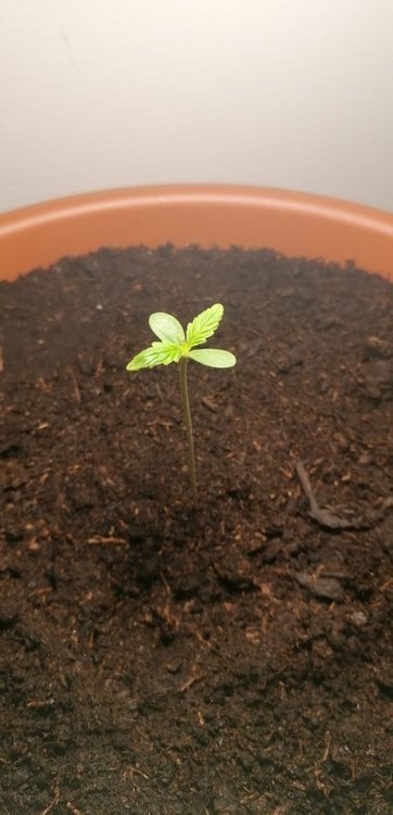 814567419_grow6.thumb.jpg.1691ab2c4c6cd27718dd8182f1372dd6.jpg