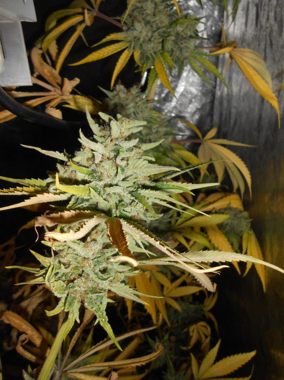 GTH3.thumb.JPG.e871bbed37dd6037f4e432d65a6b7208.JPG