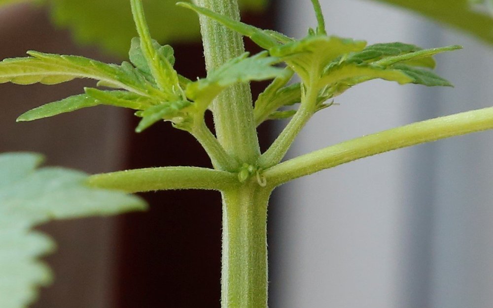 Herma.thumb.jpg.3c3ab3db90a3413e6a8b8de5296b214a.jpg