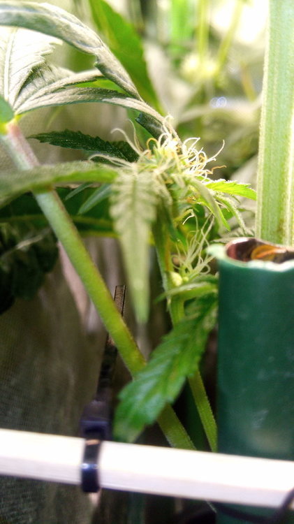 IMG_20200405_112253_9.thumb.jpg.8f0c831035d190a39d562bbd5d6ef497.jpg