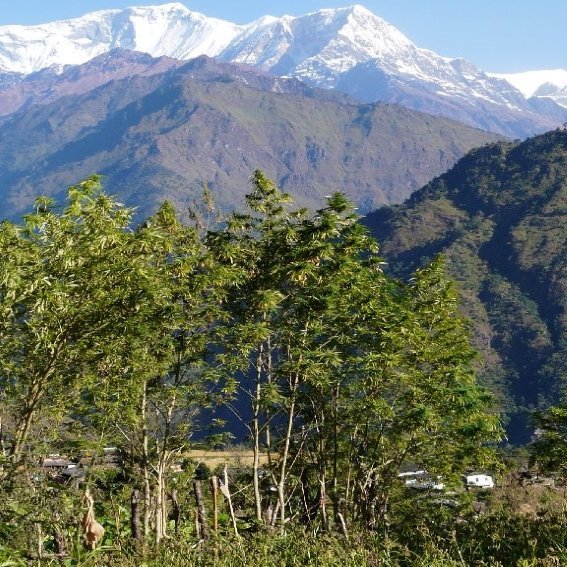 Nepalese White Mountain
