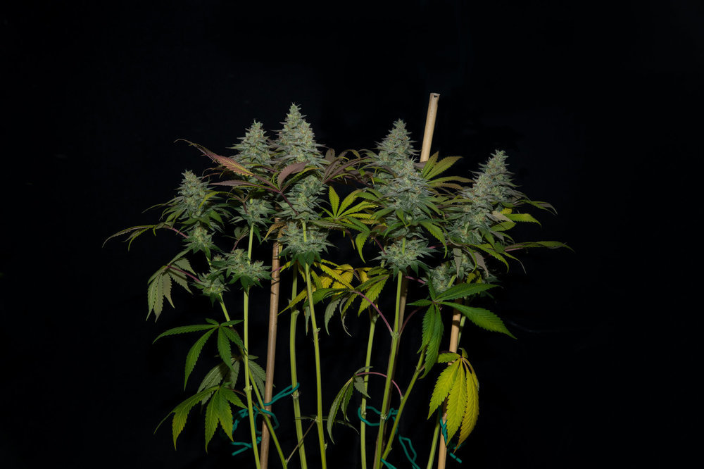 _DSC5707-Edit.thumb.jpg.44e410a6dd40d43603f01f0e3397d6e3.jpg