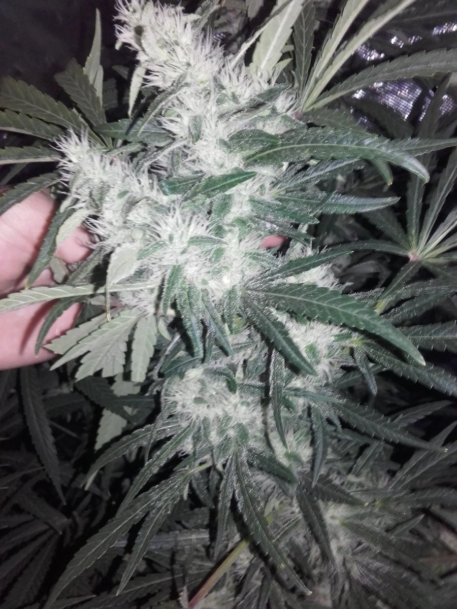 Original Amnesia