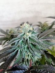 Royal Cookies de RQS