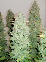 Skunk F+62