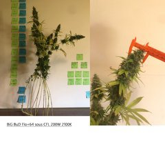 PouF sativa