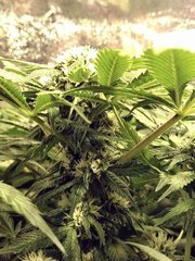 cookies kush Flo +15 12/12+29