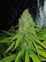 S.Zkittlez 12/12 +48