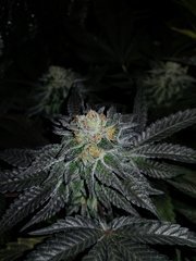 Cookies by night 12/12 +47