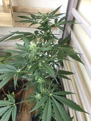 MAQUIxKUSH Flo+40 girl