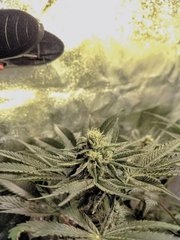 !!!!RÉCOLTER!!!!1m2 - HPS 600W - 8 Blue Gelato 41 - 1 Cookies Kush barney's farm - 2020 - 1ere culture