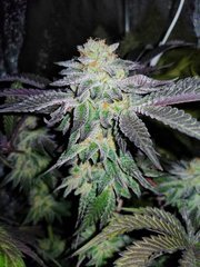 R.Cookies 12/12 +48