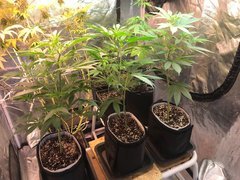 Boutures x3 PaF Cro+104 Flo+0 200W CFL 2100K+ 50W QBmini 3000K